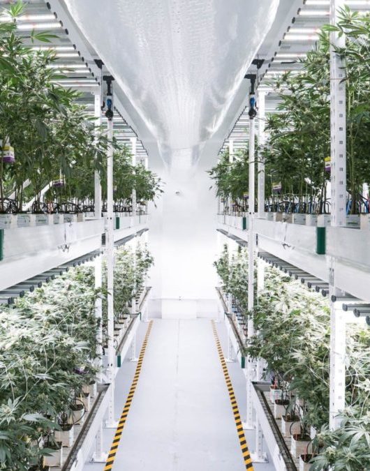 May EEF – Energy Efficiency Trends in the Cannabis Industry